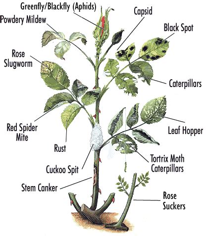 Rose problems - Agriculture and Food