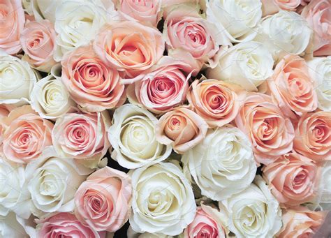 Rose white and pink. Things To Know About Rose white and pink. 