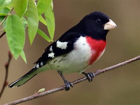 Rose-breasted Grosbeak