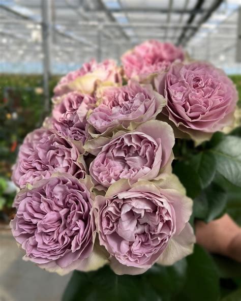 Rose.Uk.Vip Leaked XxX 🍆