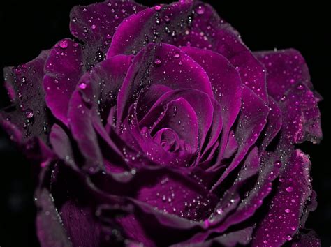 Rose24 Peeks Onlyfans Leak [HD] 19 Videos