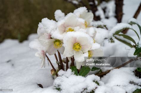 Rose_Snow Leaked 🍆 [HD]