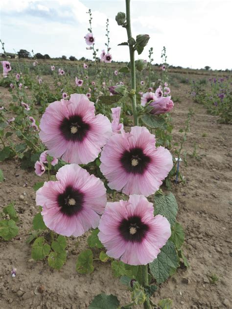 🍑 PORN Rosea_Cattus Leaks