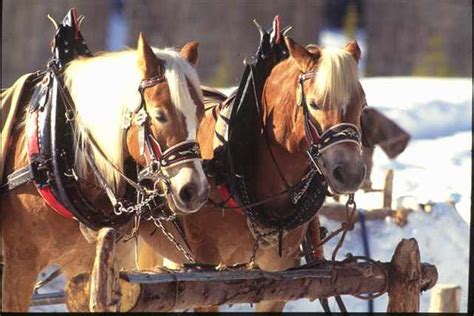 Rosebud traîneaux et chevaux à la tête de 50 des films les plus évocateurs d'un voyage illustré. - Sugar users guide to sucrose by neil l pennington.