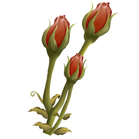 Rosebuds Leaks +18 43 Videos