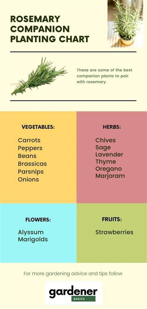 Rosemary Companion Planting Chart