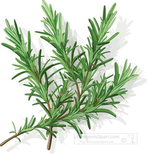 Rosemary Herb Clipart k8458495 Fotosearch