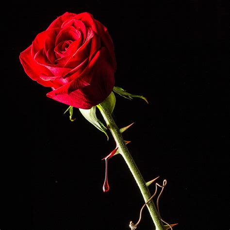 Roses and thorns. As mentioned above, A Court of Thorns and Roses is the first in the novel series called ACOTAR. This series involves three other books and one novella: A Court of Mist and Fury, A Court of Wings ... 
