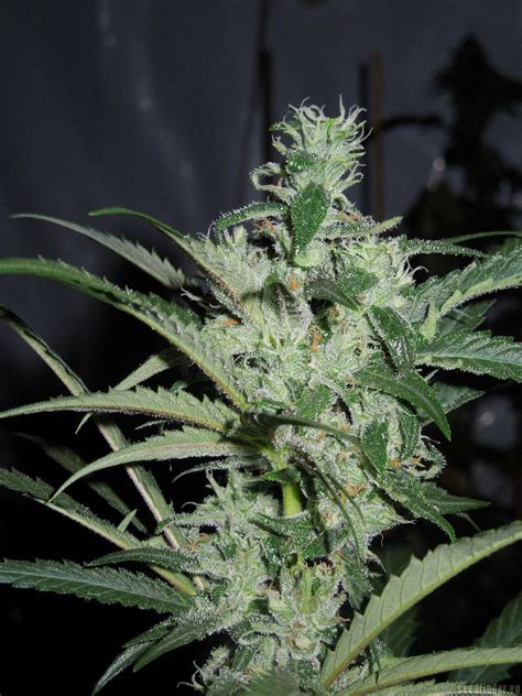 United Cannabis Seeds' Rosetta Stone Description. Rosetta Stone was bred by Breeders from Brother’s Grimm by crossing A female Ginger Ale strain with a Male White Widow. The resulting hybrid was further crossed with the Northern Lights strain to attain stabilized feminized seeds. This is a balanced hybrid （50% Indica/50 Sativa） with 15% .... 