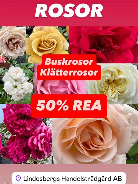 Rosor rea.