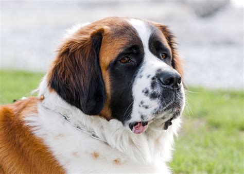 Roster - St. Bernard