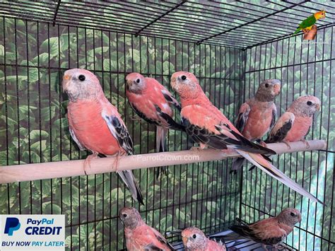 Turquoise parakeet best sale for sale