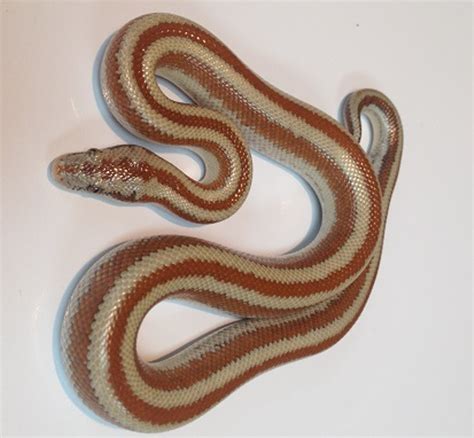 Considered a small snake, the desert rosy boa normally attains a total length (including tail) of 43–112 cm (17–44 in). Exact length varies by subspecies. They are one of the smaller members of the family Boidae. A large adult has a body width about the diameter of a golf ball. Coloration of the desert rosy boa is highly variable, and ... . 