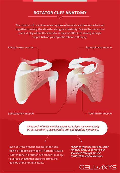 Rotator Cuff Surgery Recovery Time Cellaxys