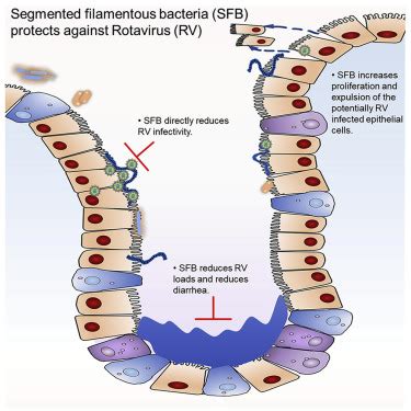 Rotavirus research: 2014–2020 ScienceDirect.