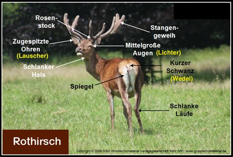 Rothirsch-Adjektive-bestimmen-1 - Rothirsch - Sachtexte - Tiere ...