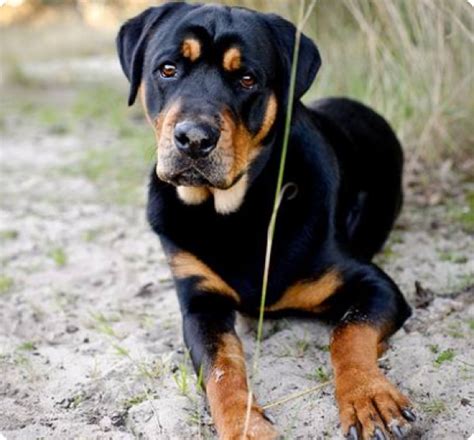 Browse adorable Rottador puppies for sale from our network of 1,000+ trusted breeders. Live Customer Support. Nationwide Delivery. Start your search today!