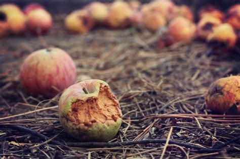 Rotten apple. Things To Know About Rotten apple. 