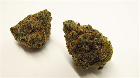 Elevate MO Strain Guide. ROTTEN ROZAY, HYBRID. Rotten Rozay is a bright strain that provides a relaxing and focused high. Smelling of sweet, piney, and funky scents, these purple buds are iced with trichomes that pack a smooth punch. It’s a cross of GMO and Rozay F2 and has a rosy and citrus flavor with a spicy exhale.. 