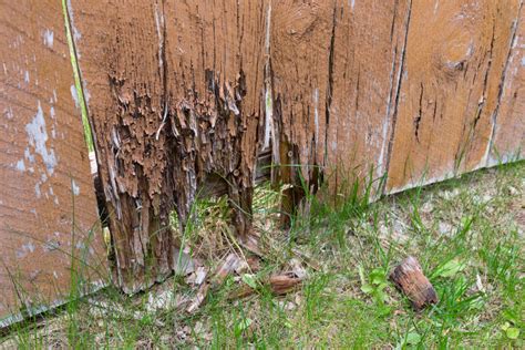 Rotten wood. Apr 15, 2019 · For wood decay to begin, the wood must be saturated with a moisture content over 28%. But once decay fungi get started, it only needs a moisture content above about 20% to continue. If the studs are rotting from the ground up, the bottom plate (horizontal 2×4) may also be decayed as well as the floor framing and sill – the horizontal beam ... 