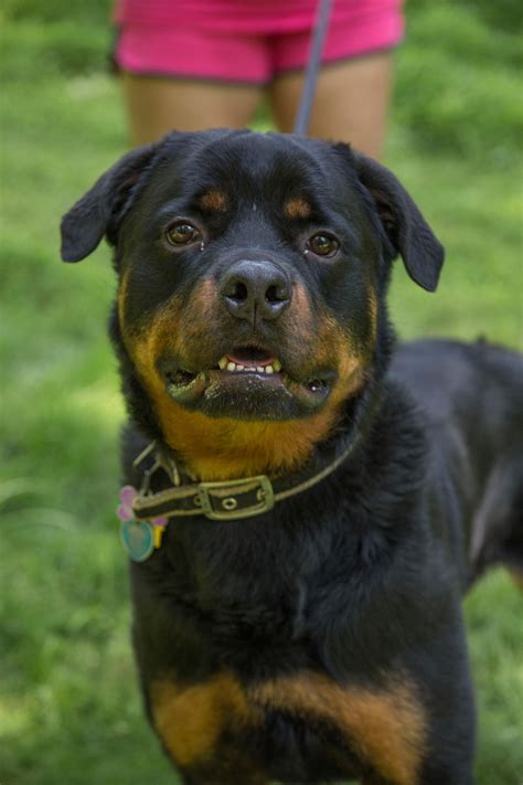 Rottie rescues near me. Learn more about R.E.A.L. Rottweiler Rescue in Polk, OH, and search the available pets they have up for adoption on Petfinder. 