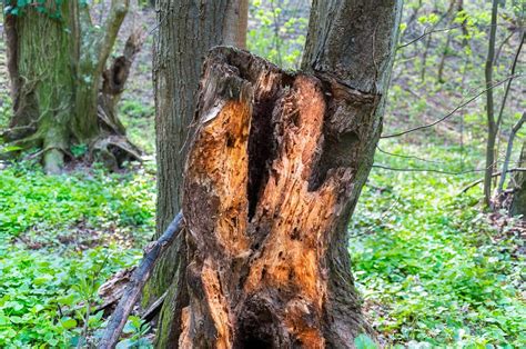 Rotting wood. Aug 17, 2023 · Photo: istockphoto.com. 3. Wood rot won’t cause health issues in people, but black mold can cause symptoms such as congestion or itchy eyes. A good way to tell the difference between black mold ... 