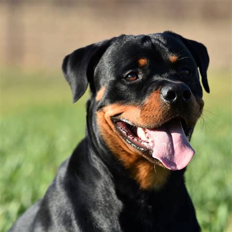 Rottweiler & Panther Rescued From Siberian Zoo Are The Cutest …