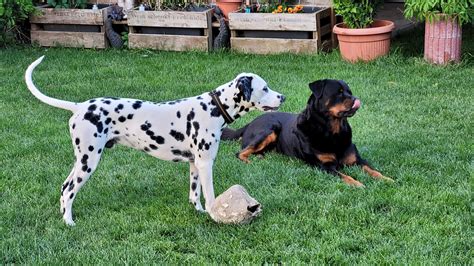 Rottweiler Gnadenhof "Rottihof" - होम पेज Facebook