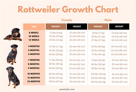 Rottweiler Growth Stages And Puppy Development Chart