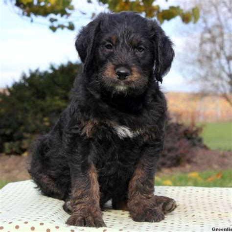 Rottweiler Poodle Puppies For Sale