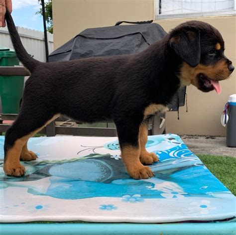 Rottweiler Puppies for Sale near Newcastle ... - PuppyFinder.com