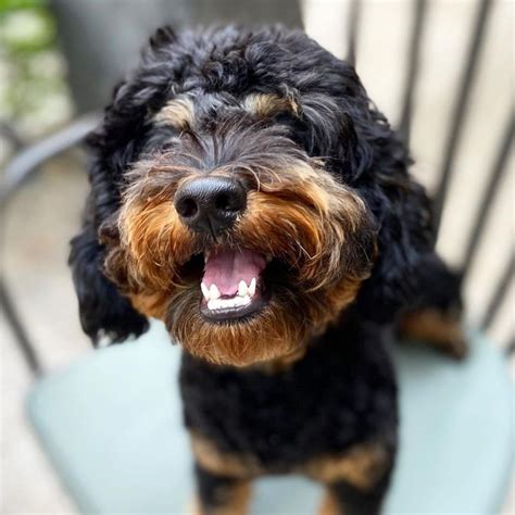 A Rottweiler Poodle mix is a mixed breed dog that resulted from mixing a Rottweiler with a standard or miniature Poodle. The RottiePoo is a cross between the two pure breeds and might have been bred from to create either of these purebreds, hence they do not share any distant common ancestor. Rottweiler Poodle mixes are an interesting example .... 