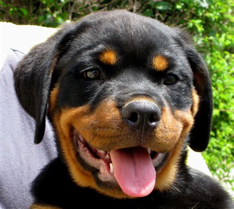 Rottweiler dogs or puppies Dogs & Puppies Gumtree Classifieds …