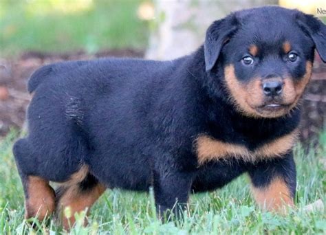 How much do Rottweiler puppies cost in Canton, OH? Prices may vary based on the breeder and individual puppy for sale in Canton, OH. On Good Dog, Rottweiler puppies in Canton, OH range in price from $1,950 to $2,900. We recommend speaking directly with your breeder to get a better idea of their price range. ….. 