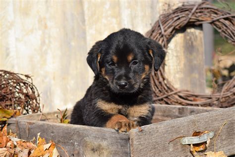The German Shepherd Rottweiler mix tends to be one of the most popular Rottweiler mixes out there, combining two much-beloved dog breeds. 7. Borderwieler (Border Collie x Rottweiler Mix) ... The most popular Rottweiler mix is the Shepweiler, which is a cross between a German Shepherd and a Rottweiler. These dogs are known for being loyal .... 