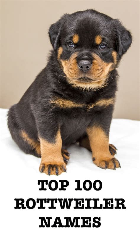 Tough Female Rottweiler Names. To match their intimidating, tough exteriors, consider these tough Rottweiler names for your female pup. These names names are strong and sassy with a bit of an edge: Alaska. Andromeda. Blizzard. Brooklyn. Cleopatra. Diva.. 
