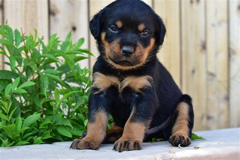 Rottweiler puppies for $250. Local pet sales are easier on both the owner and animal. It reduces the stress involved in traveling with animals. You are guaranteed to make contact with larger numbers of individuals serious about finding the pets you have to offer. Using quality local pet classifieds is the simplest solution to finding the best home for your pet. 
