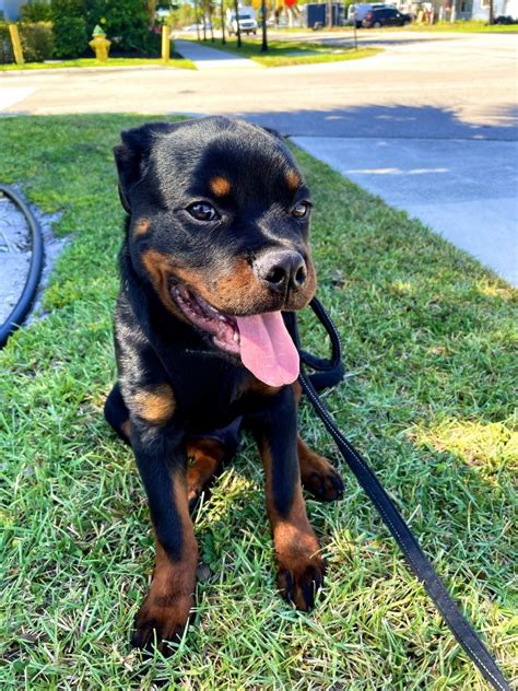 Rottweiler puppies for sale fort lauderdale. Find a Rottweiler puppy from reputable breeders near you in Fort Lauderdale, FL. Screened for quality. Transportation to Fort Lauderdale, FL available. Visit us now to find your dog. 