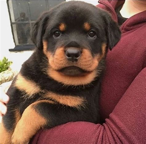 Rottweiler puppies for sale illinois. Find Rottweiler puppies for sale Near Moline, IL Rottweilers sometimes get an unfair rap as aggressive, but they're really just a loyal breed with protective instincts. Tall and muscular, they like activity, and with good training, they're loving and silly pals. ... I'm a small-scale breeder of adorable Rottweiler puppies. I love what I do ... 