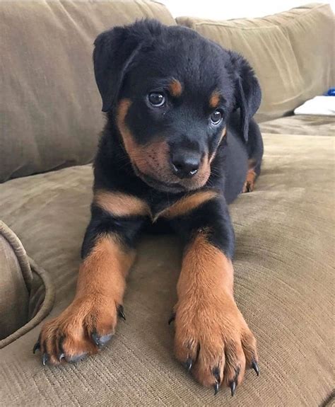 The expected weight range for male Rottweiler puppies in Las Cruces, NM is 95 to 135 pounds. The expected weight range for female Rottweiler puppies in Las Cruces, NM is 80 to 100 pounds. Because size and weight may vary based on individual dogs, your dog may be outside of that range. ….. 