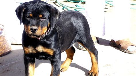 Rottweiler puppies for sale in missouri. Things To Know About Rottweiler puppies for sale in missouri. 