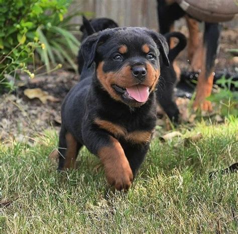 Rottweiler puppies for sale in ny. Royalty Rottweilers NY Has Puppies For Sale 