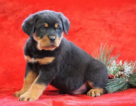 Find Rottweiler Puppies and Breeders in your 