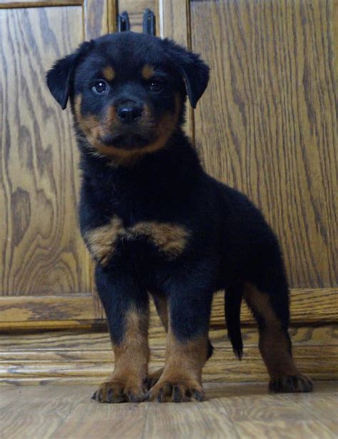 Rottweiler puppies for sale in phoenix arizona. Miguel Rondan Has Puppies For Sale ... miguel rondan is from Arizona and breeds Rottweilers. AKC proudly supports dedicated and responsible breeders. ... Phoenix, AZ ... 
