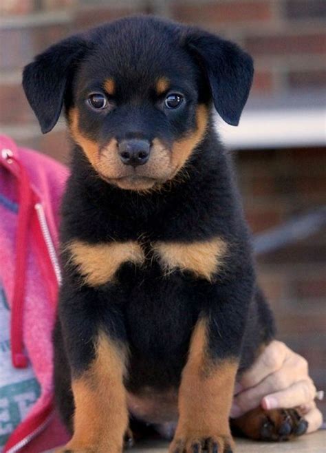 Add To Favorites. Share. Look at this outstanding Rottweiler pup, Savannah! She is a social gal who is ready to brighten all your days with kisses. The children she is currently being raised with love playing with her daily. She is AKC registered, vet checked, vaccinated, wormed, plus the breeder provides a 1 year genetic health guarantee.. 