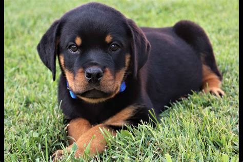 The cost to adopt a Rottweiler is around $300 in order to cover th