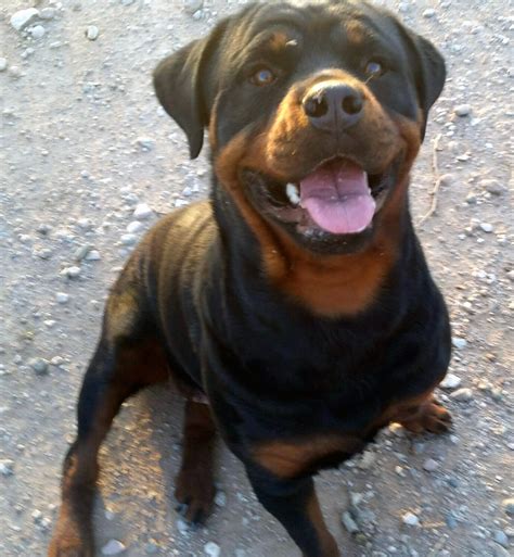 The Rottweilers we rescue come from different backgrounds (stray, abused, family was moving, too old, owner incapable of handling a 100+lb dog and the list goes on). Each come with their own story, however we try not to focus on where they came from, but where they are headed! Rotten Rottie can help this breed continue to thrive in Arizona.. 