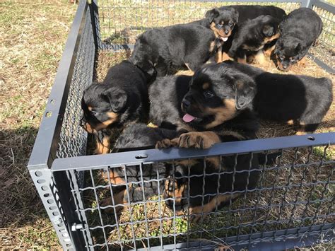 Find a Rottweiler puppy from reputable breeders near you in San Antonio, TX. Screened for quality. Transportation to San Antonio, TX available. Visit us now to find your dog..