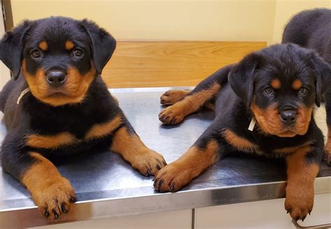 Rottweiler puppies texas. An adult Rottweiler should have a morning outing of a mile or more, as you walk briskly, jog, or bicycle beside him, and a similar evening outing. For puppies, shorter and slower walks, several times a day are preferred for exercise and housebreaking. All dogs need daily exercise of greater or lesser length and vigor. 