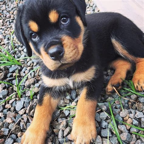 Rottweiler puppies to rescue. Things To Know About Rottweiler puppies to rescue. 
